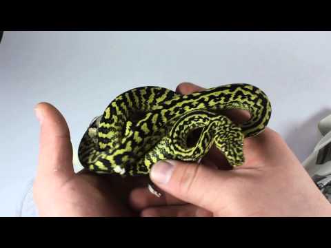 Zebra Jungle Carpet python unboxing