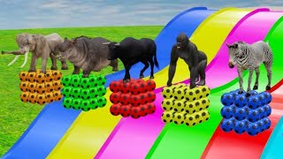 Long Slide Game With Elephant Gorilla Buffalo Hippopotamus Zebra  3d Animal Game Funny 3d Animals