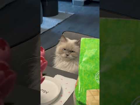 Was planen sie als Nächstes?! 🙀