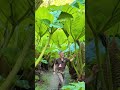 Plants are into fish. #knowledge#facts #plantcare #smartgardening #shorts