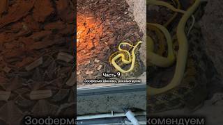 Тгк: ЛОСЕВА Life 🧘🏻‍♀️ #рекомендации #семейныйканал #длядетей #ферма #животные #топ