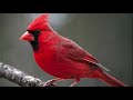 Northern Cardinal Bird Sound   Natural sound of singing birds