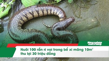 Nuôi 100 rắn ri voi trong bể xi măng 10m² thu lợi 30 triệu đồng