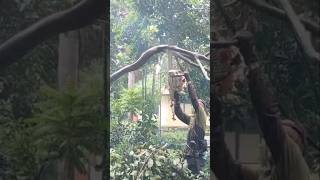dangerous! crazy Woodworking projects tree cutting chainsaw #shortvideo #chainsaw
