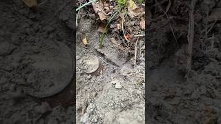 КЛАДИК в лесу #поискмонет #metaldetecting #клад #находки #металлоискатель  #коп #coin #монеты