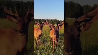 deer on the nature