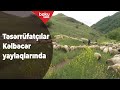 Qoyunçuluq və arıçılıqla məşğul olan fermerlərin köçü yekunlaşıb - Baku TV