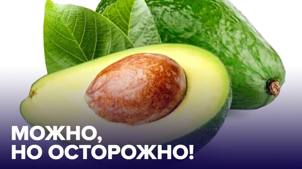 Авокадо попугаям. 10 Продуктов которые продлевают жизнь