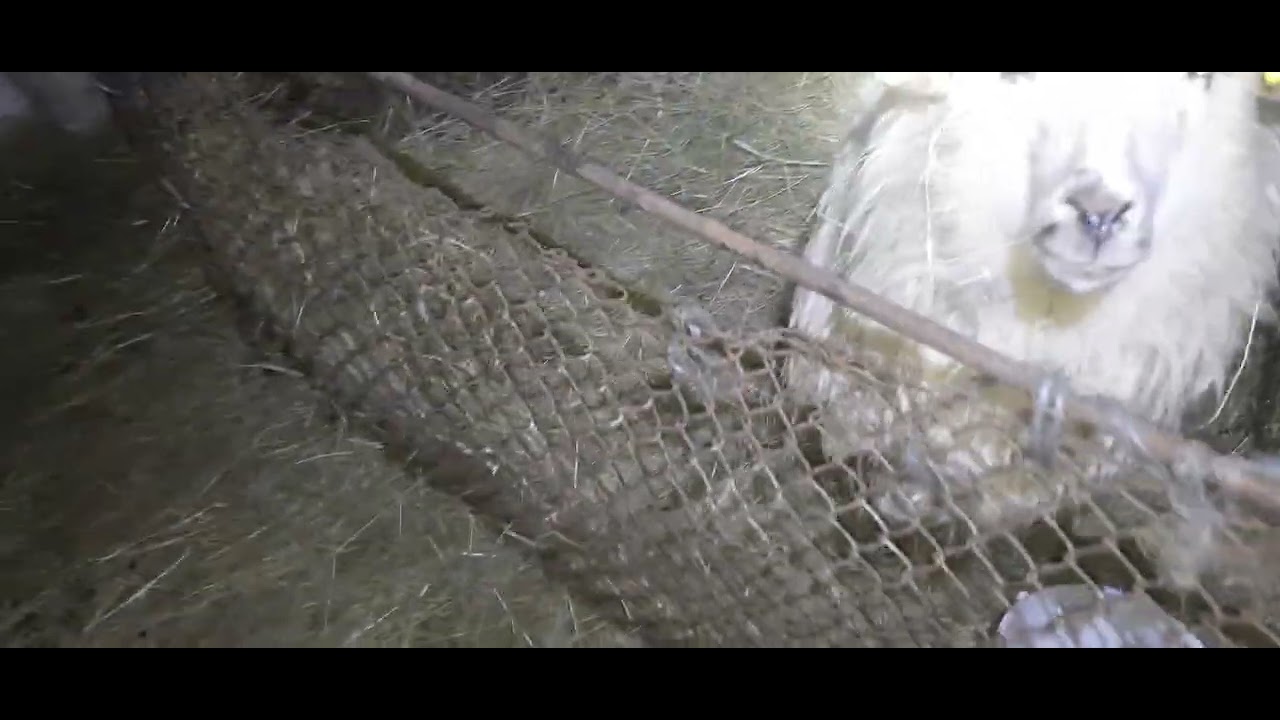  Au început  să  apară  și miei gemeni  și  câte  animale  am în saivan  🐏🐑🐐🐈‍⬛🐈🐕🐔🐓🦃