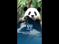 Xinhua noticias  panda gigante fu bao nacido en repblica de corea regresa a china