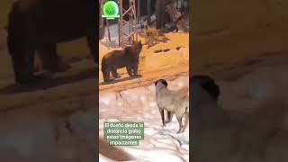 Perros Pelean Para Salvar a su Dueño de un Gran Oso Pardo Curioso y Con Hambre #dog #pets #kangal