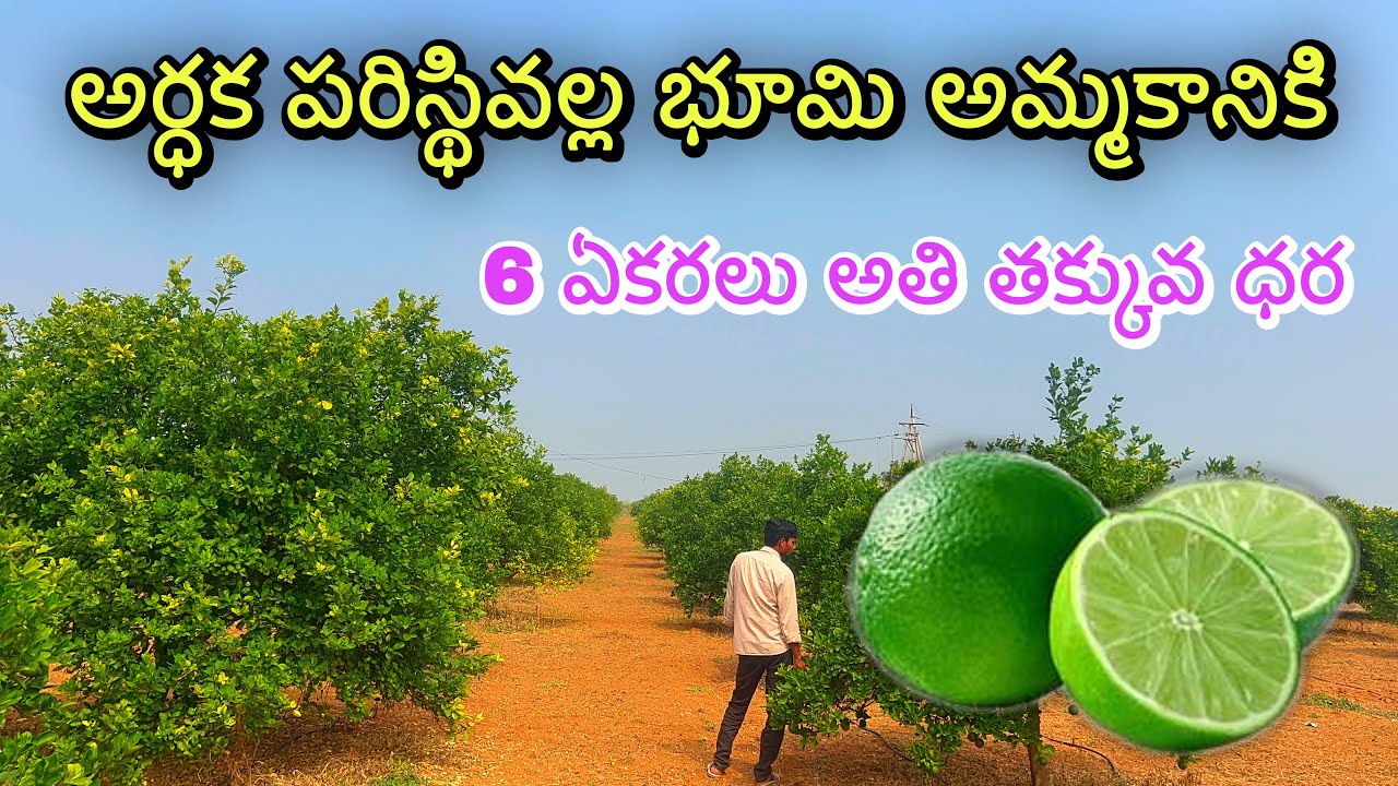 6 ఏకరాలు బత్తయి దిగుబడి చూసి షాక్ అవుతారు 😱 | ఈ ఆదాయం నిజమేనా? Low cast price farm Land salemacherla