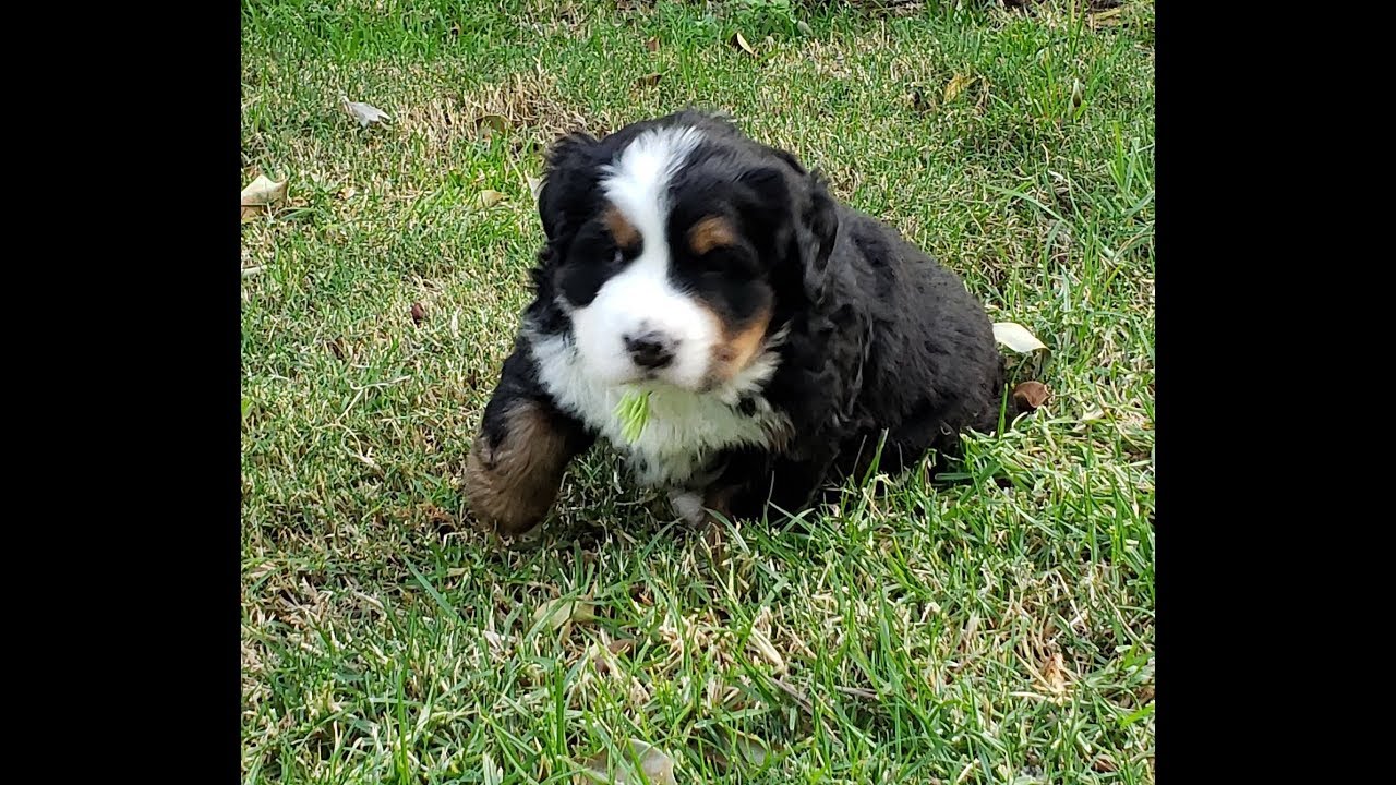 veterinary surgery Pups Grow Before Your Very Eyes