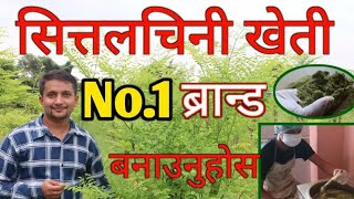 100% बिक्री हुन्छ खेत बाजो नराख्नु ढुक्क भएर सितलचिनी खेती सुरु गर्नु ||Moringa farm in Nepal