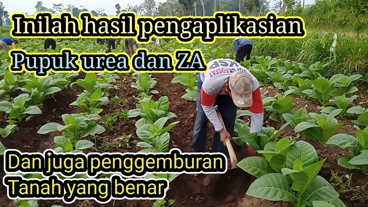 INILAH HASIL PENGAPLIKASIAN PUPUK UREA DAN ZA DANJUGA PENGGEMBURAN TANAH YANG BENAR