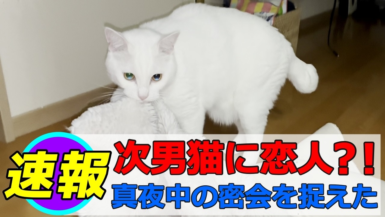 残1。猫の親子 イギリス製 【公式通販】