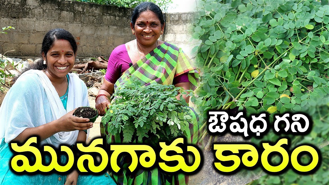 మునగాకు కారం పొడి... ఇలా చేస్తే అద్భుత రుచితో పాటు ఔషధ గుణాలన్నీ మీ సొంతం | Munagaku Karam Podi