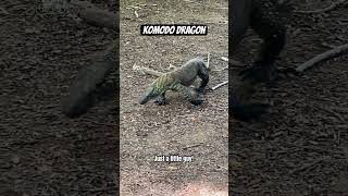 Juvenile Komodo Dragon #travel #komodonationalpark #komodoisland #nature #thebarrscene #babyanimals @thebarrscene