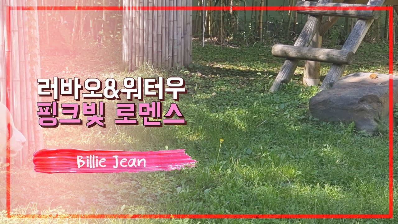 러바오를 부르는 워터우 워터우를 사랑한 러바오 - YouTube