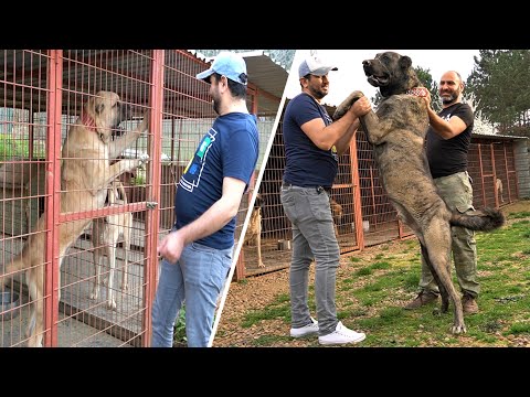 Video: Köpekler Ne Kadar Yemeli? - Köpeğinizi Ne Kadar Besleyeceğinizi Hesaplayın