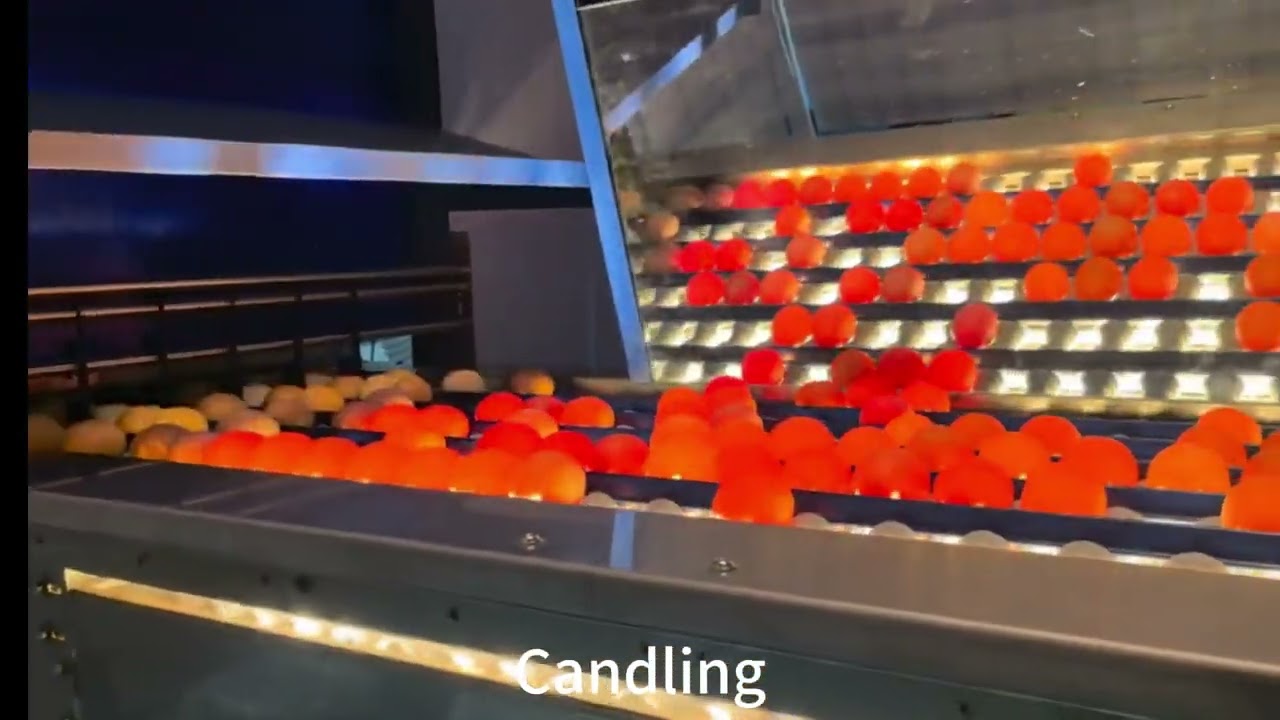 60000 eggs per hour egg washing grading and packing machine