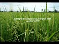 Mampukah Esperanto Menjadi Alat Perdamaian? (Bag. 1) #ArtificialLanguage #BahasaBuatan #lintas