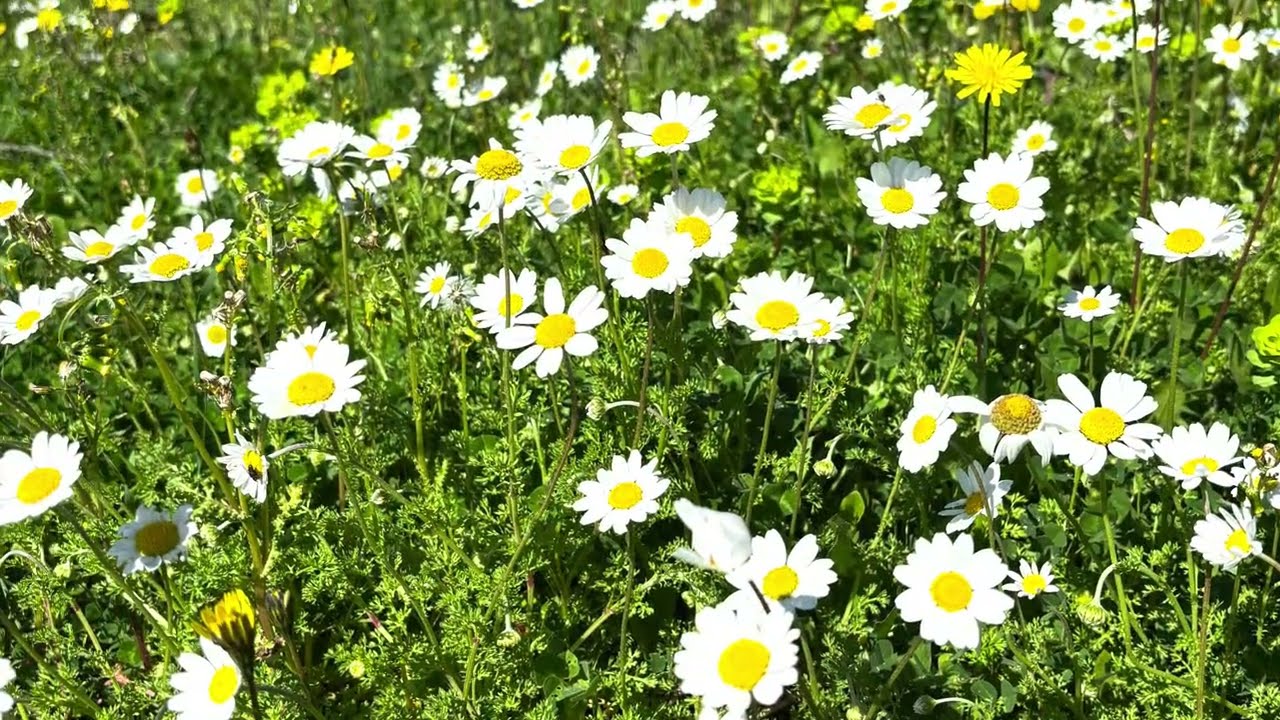 Koyunların otlaması papatyalar açtığıysa🌼🌼         #köyhayatı #koyun #köydeyaşam #keşfetteyiz 