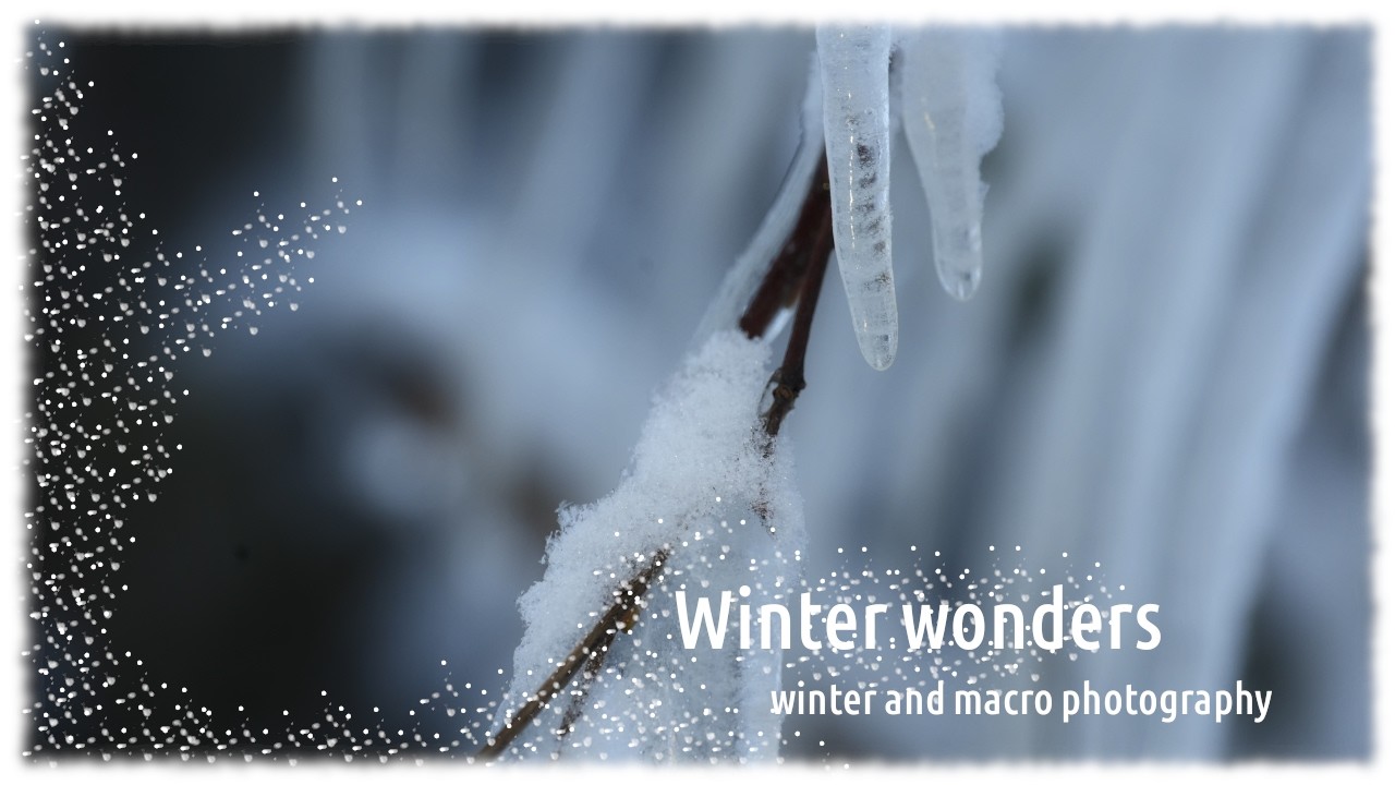 Winter wonders | Nature winter and macro photography