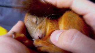 Sleepy Itza Red Squirrel Baby 