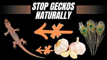 How to Get Rid of Common House Geckos (Quick Home Remedies)