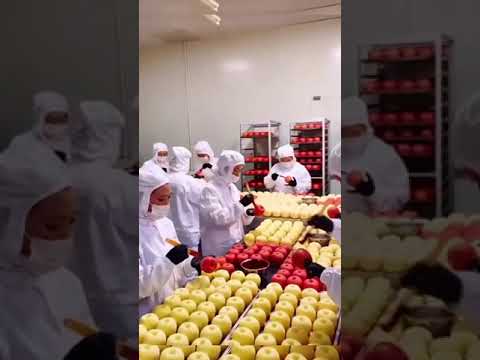 Видео: Apples are being prepared for delivery to Russia and Europe