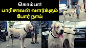 TAMIL ASURAN - தமிழ் அசுரன்