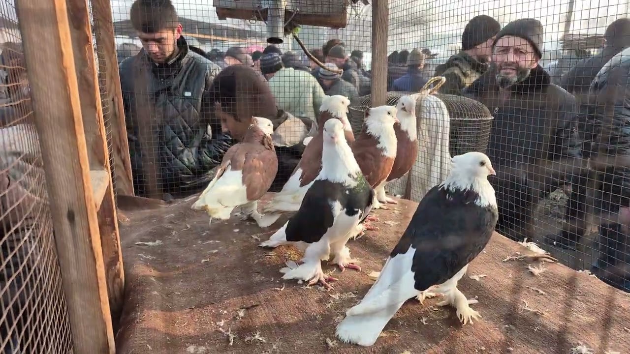 1 кисм Андижон сой кабутар бозори 1 феврал 2026 йил