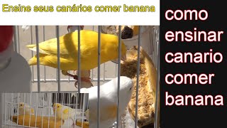 Ensine os canários comer banana