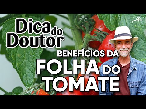 Vídeo: As folhas de tomate são comestíveis?