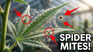 Greenhouse Update:  Spider Mites!