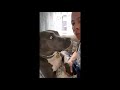 Pitbull Funny Reaction to Owner Fake Eating His Paw