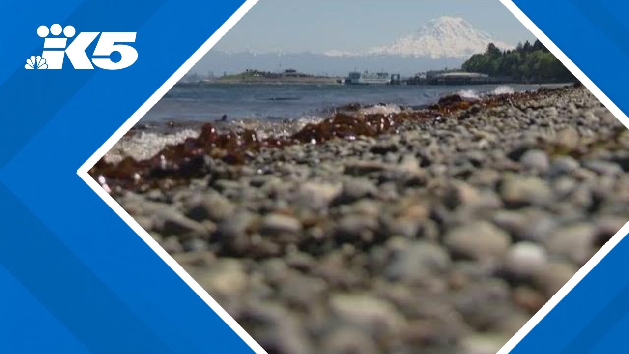 One of lowest tides of the year in western Washington on Thursday YouTube
