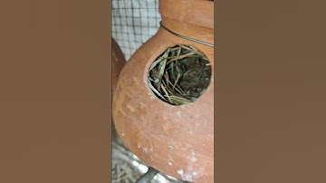 java breeding progress 2 #javabreeding #javaeggs #shorts