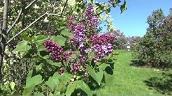 Tour Highland Park Rochester, NY - Flowering Lilac Bushes - Birds, Bees, Flowers, & Trees.