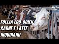 Non mangiare carne e latte: inquinano. Nuova follia finanziata da Soros - con Francesco Toscano