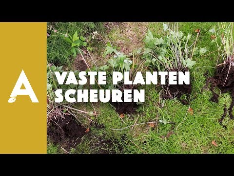 Video: Groeireguleerders Vir Tuinplante