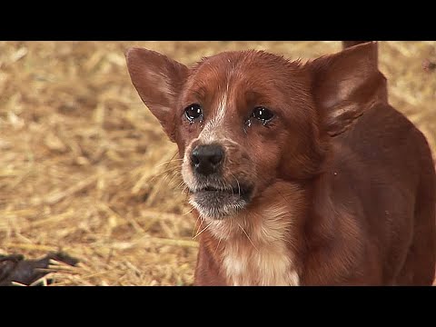 Бейне: Мысықпен үйге жаңа күшік ұсыну