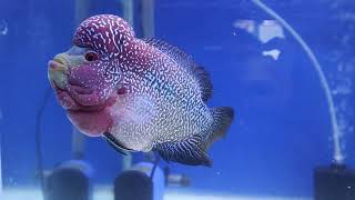 Flowerhorn - Louhan Cantik Body Contest