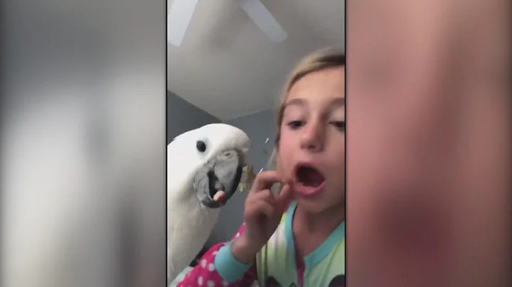 Parrot Pulls out Girl’s Loose Baby Tooth!