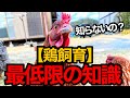 ニワトリを飼い始める前に知っておくべき7つのポイント