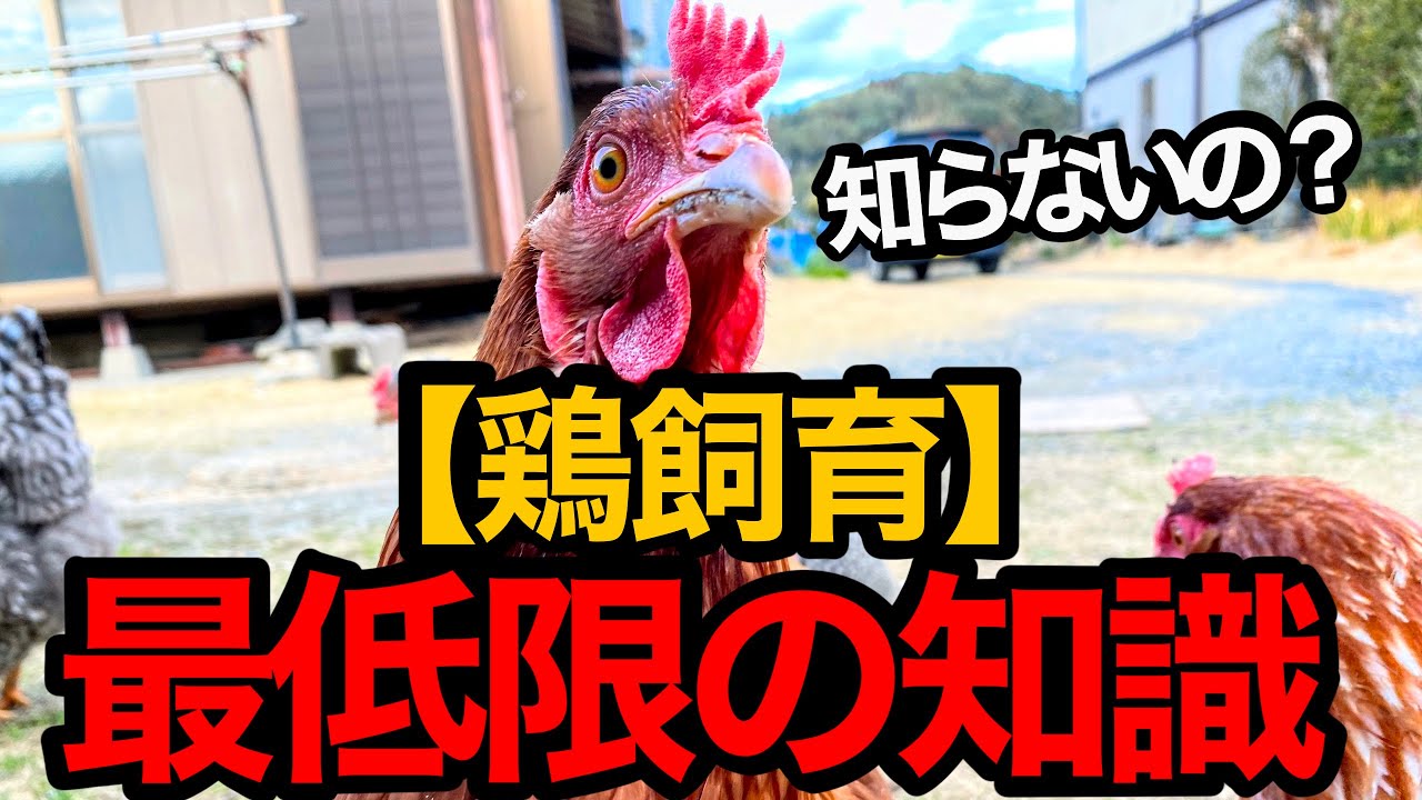 ニワトリを飼い始める前に知っておくべき7つのポイント Youtube