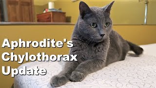 UPDATE ON OUR SICK CAT