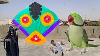 Beautiful Pakistani Kite Vs Baby Raw Parrot