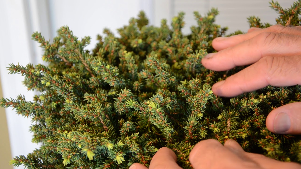 Picea abies Little Gem Dwarf Norway Spruce - YouTube